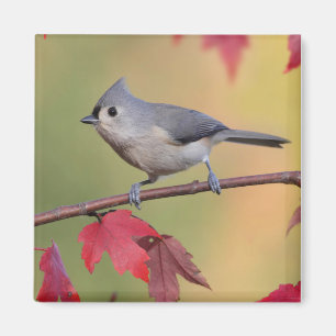 Büschelige Titmice Magnet