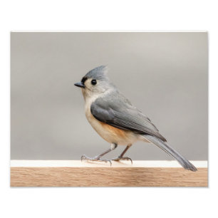 büscheliger Titmouse 14x11 Fotodruck