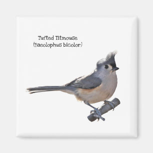 Büscheliger Titmouse Magnet