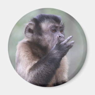 Büscheliges Capuchin-Affe-Foto Magnet