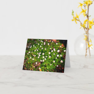 Buschwindröschen, hübsche weiße Frühlingsblume Karte