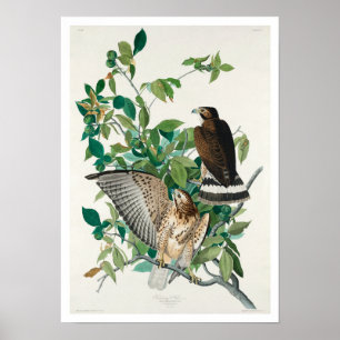 Buse à grande aile par Audubon Poster