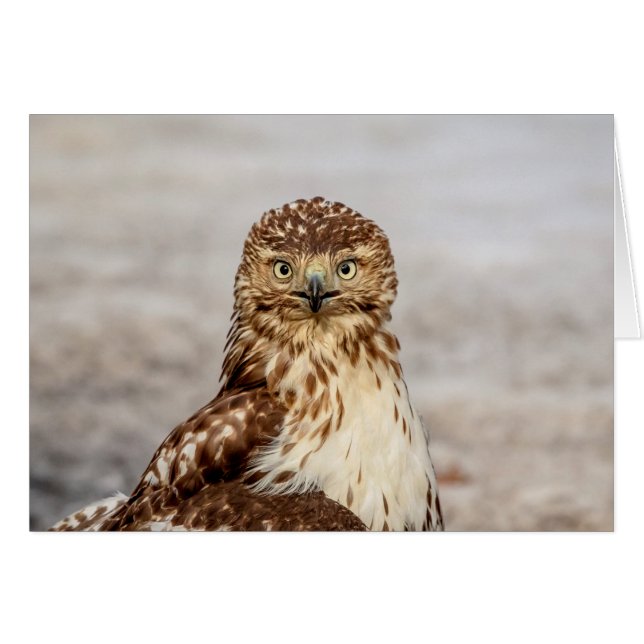 Buse à queue rouge immature au sol (Devant horizontal)