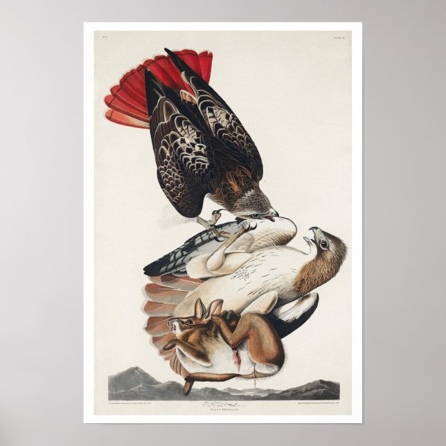 Buse à queue rouge par Audubon Poster (Devant)