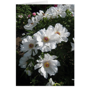 Bush des pivoines blanches