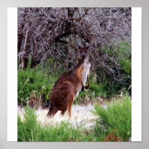 Bush Kangaroo  Print Poster