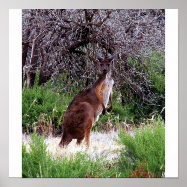 Bush Kangaroo  Print Poster (Vorne)