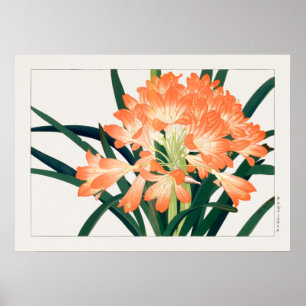 Bush Lily, Clivia miniata, Blume, Tanigami Kona, Poster
