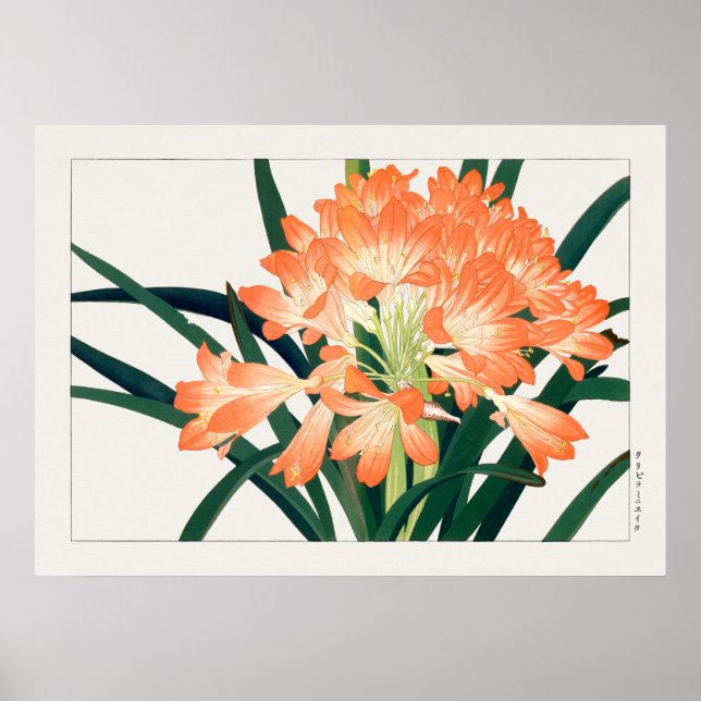 Bush Lily, Clivia miniata, Blume, Tanigami Kona, Poster (Vorne)