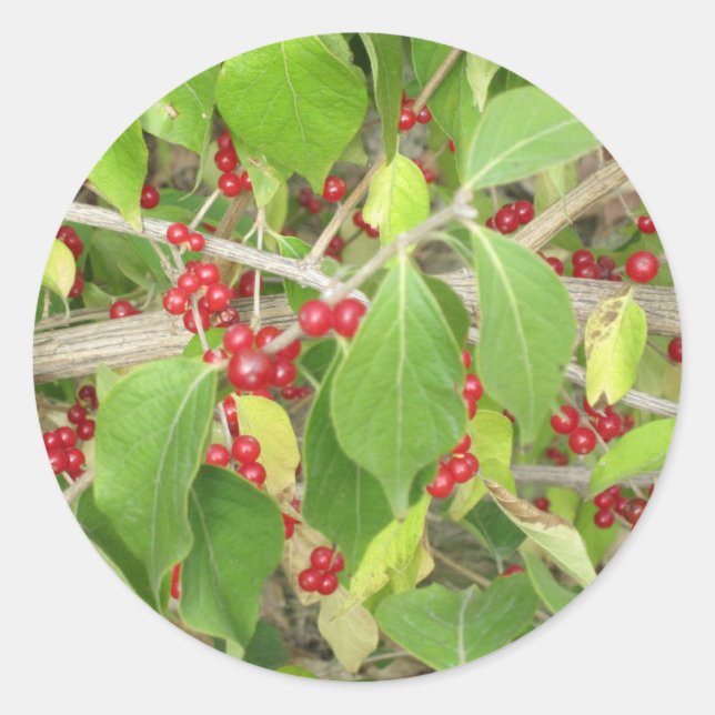 Bush mit roten Beeren Runder Aufkleber (Vorderseite)