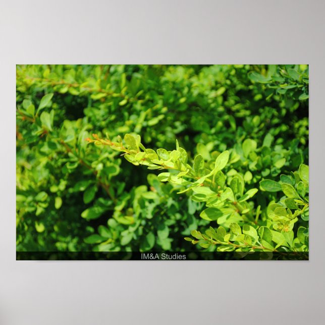 Bush nahe Lagoon. Poster (Vorne)