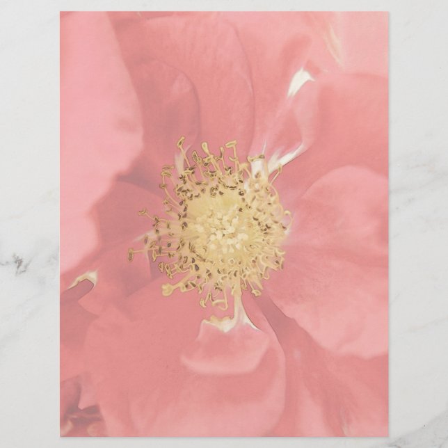 Bush Rose Mono (Vorderseite)