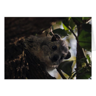 BushHyrax