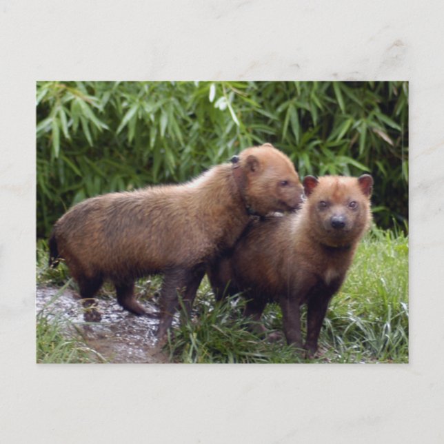 Bushund-b-1 Postkarte (Vorderseite)