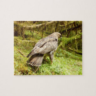 Bussard auf der Suche nach Maden Waldtiere Natur