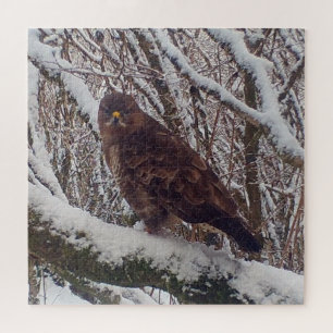 Bussard auf schneebedecktem Ast Winterliche Waldla