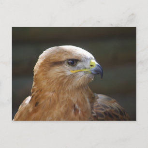 Bussard Postkarte