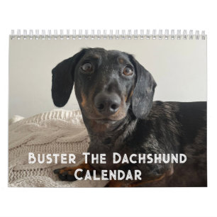 Buster der Dachshund Kalender