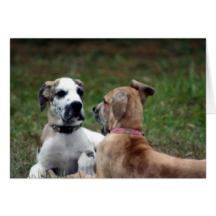 Buster und Jade 3