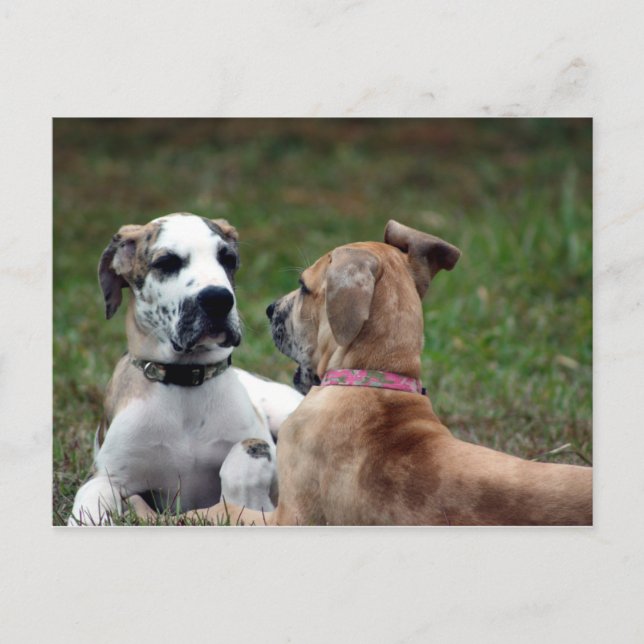 Buster und Jade 3 Postkarte (Vorderseite)