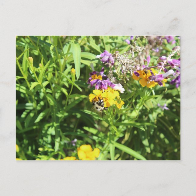Busy Bee # 1 Postkarte (Vorderseite)