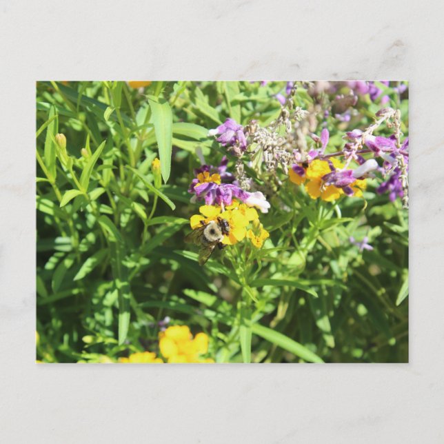 Busy Bee # 3 Postkarte (Vorderseite)