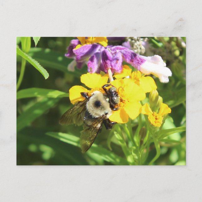 Busy Bee # 4 Postkarte (Vorderseite)
