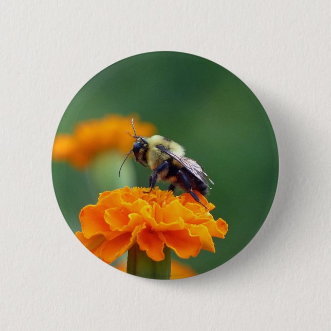 Busy Bee Button (Vorderseite)