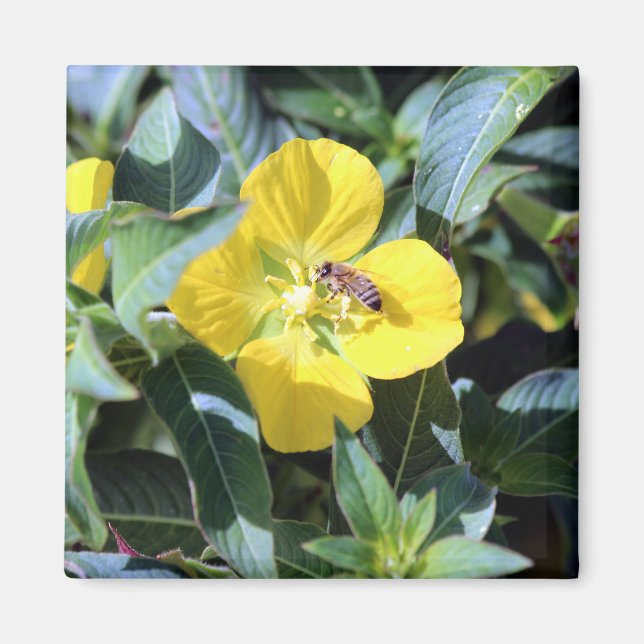 Busy Bee Magnet (Vorne)