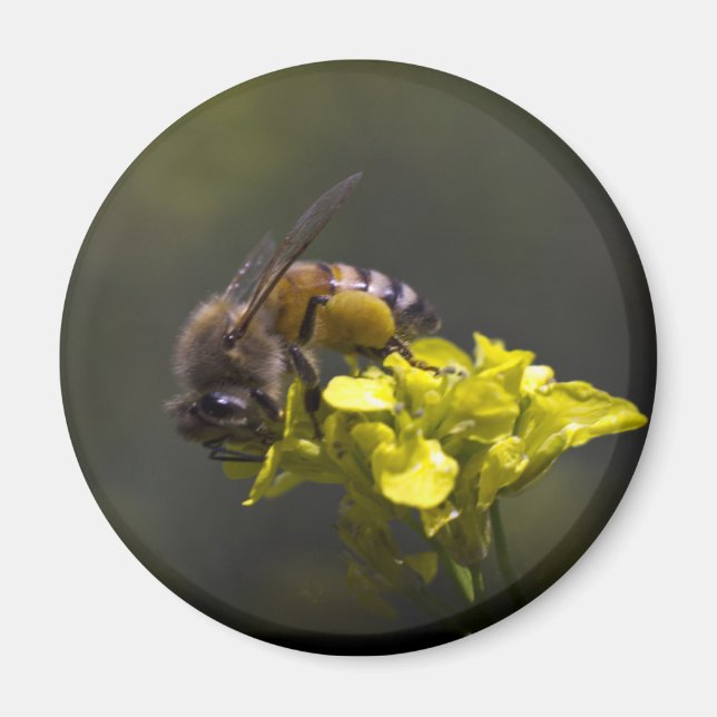 Busy Bee Magnet (Vorne)