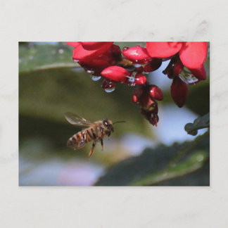 Busy Bee Postkarte