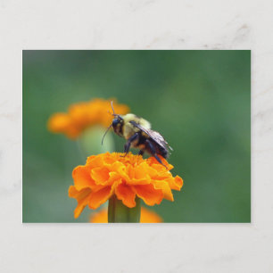 Busy Bee Postkarte