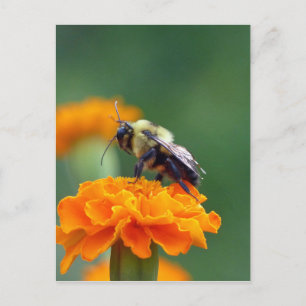 Busy Bee Postkarte