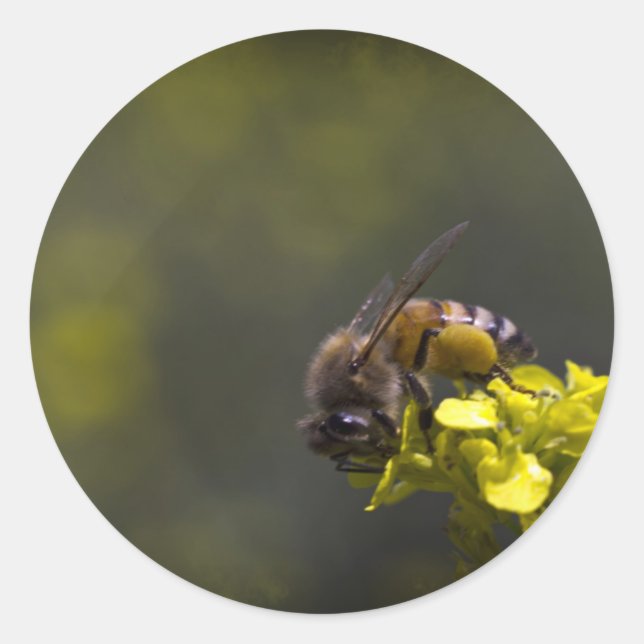 Busy Bee Runder Aufkleber (Vorderseite)