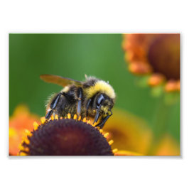 Busy Bumble Bee Fotodruck