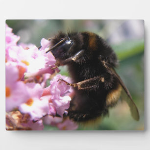 Busy Bumblebee and Pink Flowers Plaque Fotoplatte