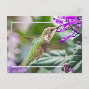 Busy Hummingbird Postkarte