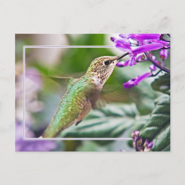 Busy Hummingbird Postkarte (Vorderseite)