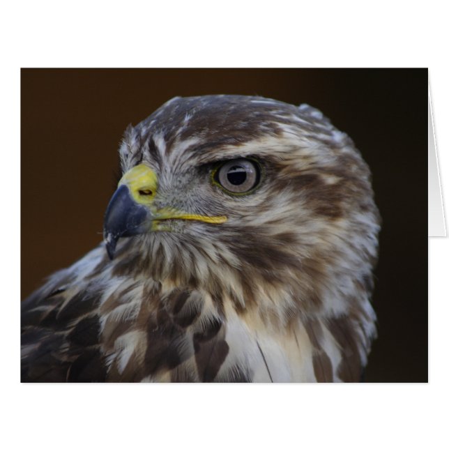 Buteo buteo (Vorderseite (Horizontal))