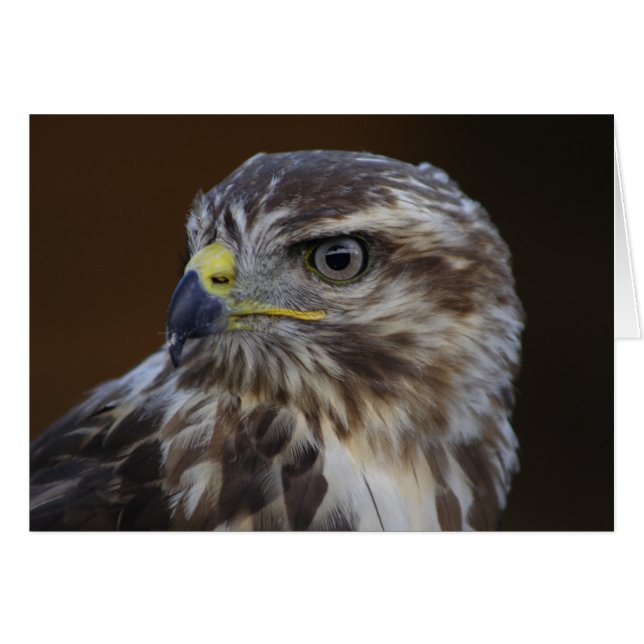 Buteo buteo (Vorderseite (Horizontal))