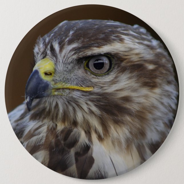 Buteo buteo button (Vorderseite)