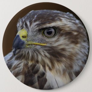 Buteo buteo button