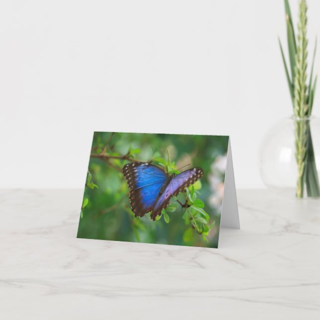 buterfly Fotografie Karte (Vorderseite)