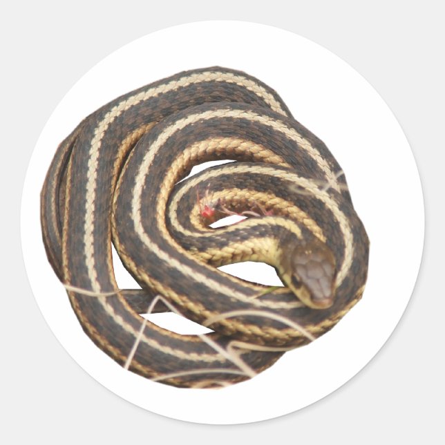 Butler's Garter Snake Runder Aufkleber (Vorderseite)