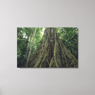 Butte Baum im Regenwald, Corcovado Leinwanddruck