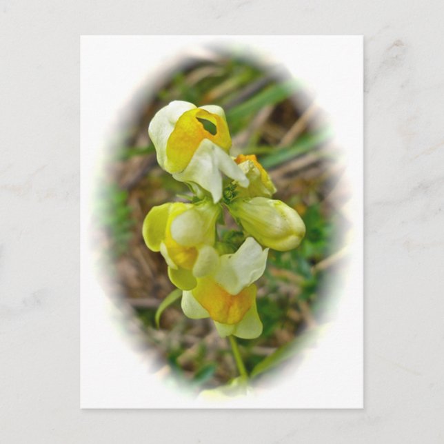Butter 'n Eggs Wildblume Postkarte (Vorderseite)