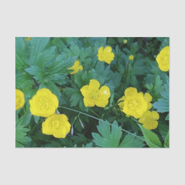 Butterblume-themenorientiertes Seidenpapier (Vorderseite)