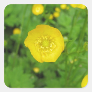 Butterblumeen Quadratischer Aufkleber