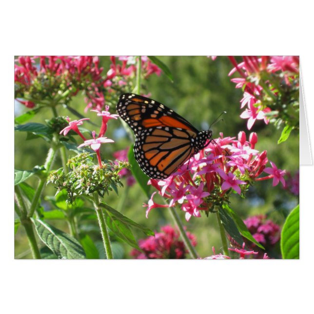 Butterblumen-Karte (Vorderseite (Horizontal))