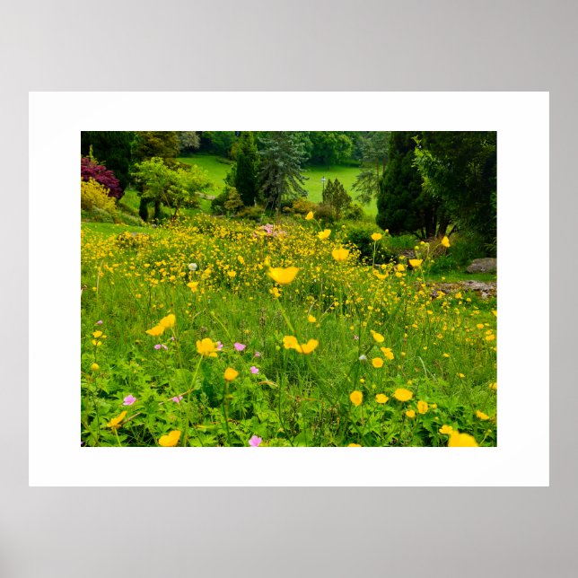 Butterblumen  poster (Vorne)